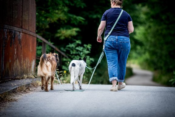 Leinensystem inkl. Leinenkoppler